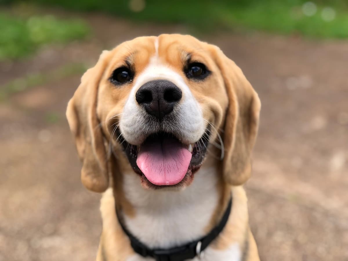 Happy dog for a premium pet brand